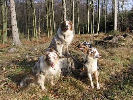 Australian shepherd PaintedMagic Captain Hook - alle aussierne i skoven billede 6