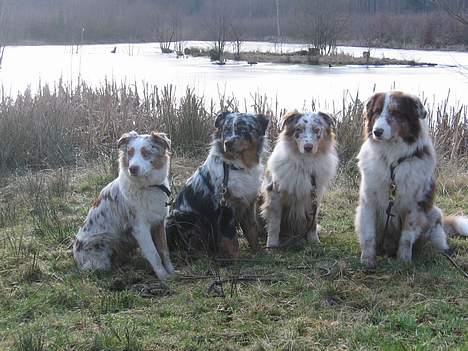 Australian shepherd Difloyds Ranchero billede 5