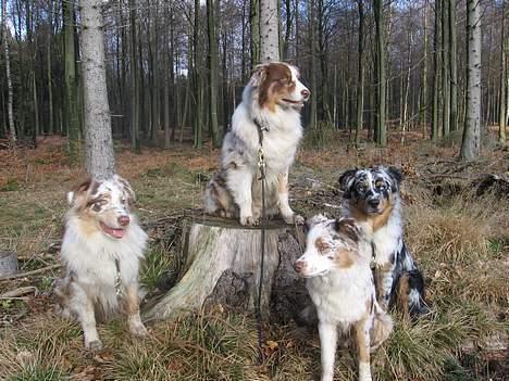 Australian shepherd Onedis Oden  billede 9