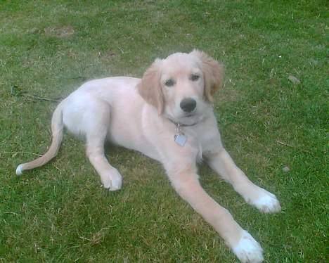 Golden retriever Tantor - Tantor med hans ufattelig lange ben billede 4