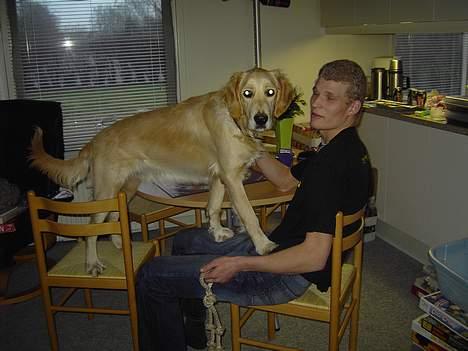 Golden retriever Tantor - Selvfølgelig skal jeg være med til at spille Trivial Pursuit !! billede 5