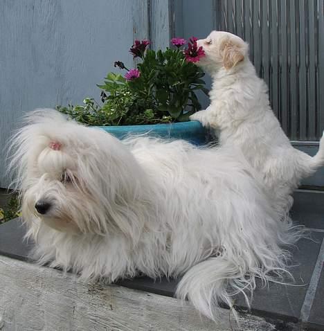 Coton de tulear Pixi - Pixi med sin lille frække lillebror i baggrunden. billede 9
