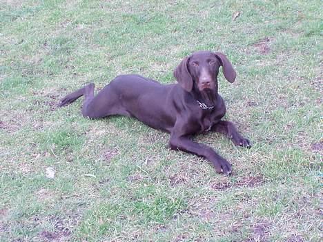 Korthåret hønsehund Tikka billede 15