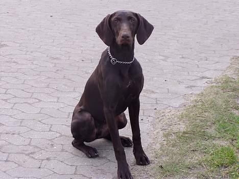 Korthåret hønsehund Tikka billede 16