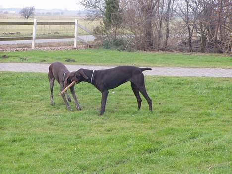 Korthåret hønsehund Tikka billede 17