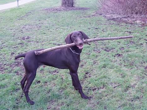 Korthåret hønsehund Tikka billede 18