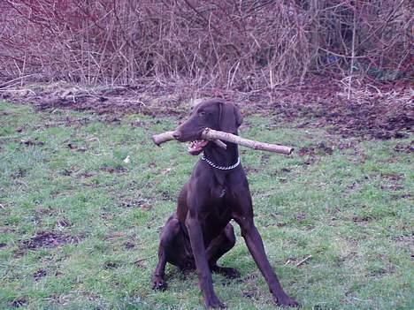 Korthåret hønsehund Tikka billede 19