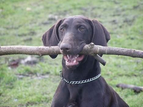 Korthåret hønsehund Tikka billede 20