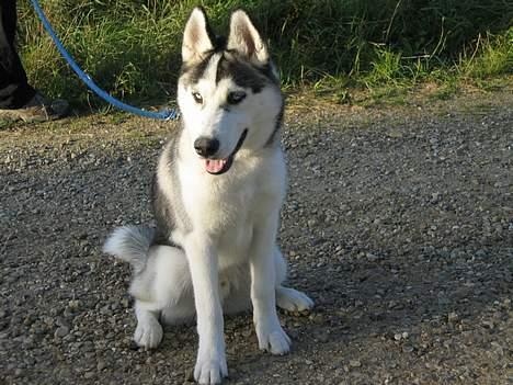 Siberian husky Kenzo billede 1
