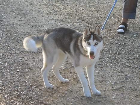 Siberian husky Kenzo billede 2