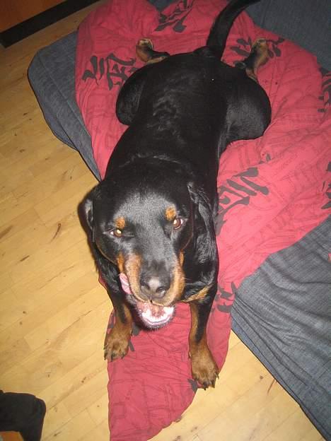 Rottweiler R.I.P. Hannibal  billede 4