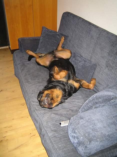 Rottweiler R.I.P. Hannibal  billede 5