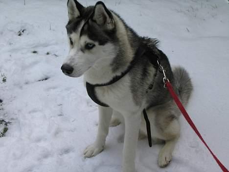 Siberian husky Kenzo - Kenzo i sneen billede 3