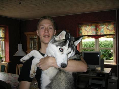 Siberian husky Kenzo - han er ved at blive lidt for tung :) billede 4
