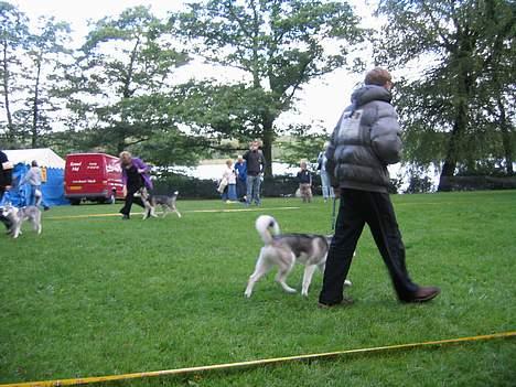 Siberian husky Kenzo - hans første stævne billede 5