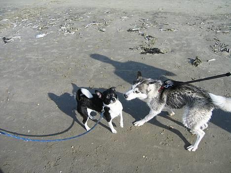 Siberian husky Kenzo billede 6