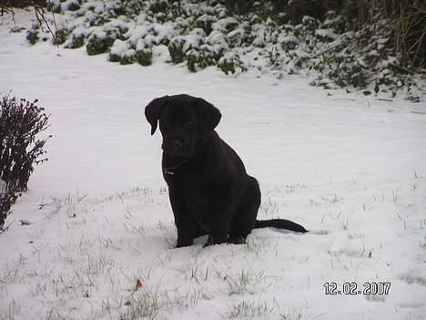 Labrador retriever Zaco <3 - Zaco i sneen. <3 (Ca. 11 ½ uge gammel) billede 16