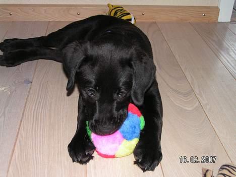 Labrador retriever Zaco <3 - "Se min nye bold, er den ikke fin? :)" (12 uger gammel)  billede 17
