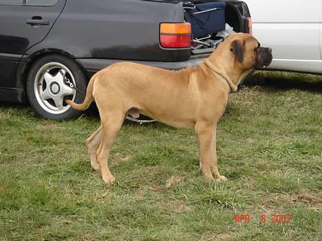 Bullmastiff Nielson Junior (død)  - stå da meget fint enlig.  billede 11
