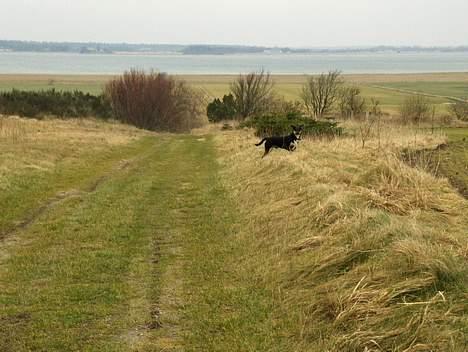 Blanding af racer Buller billede 17