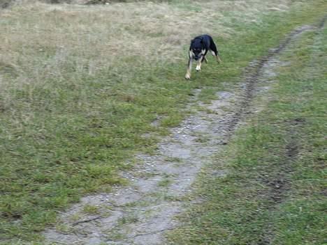 Blanding af racer Buller billede 18