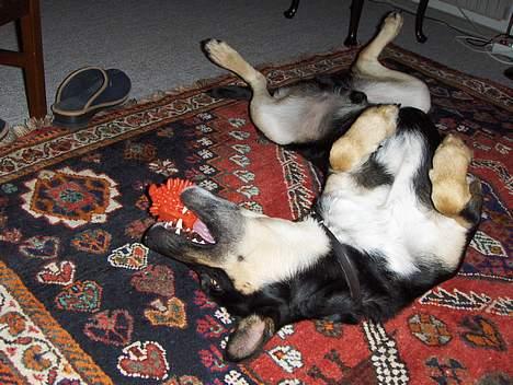 Blanding af racer Buller - Jeg elsker bare, at lege med det røde pindsvin...... :D billede 19