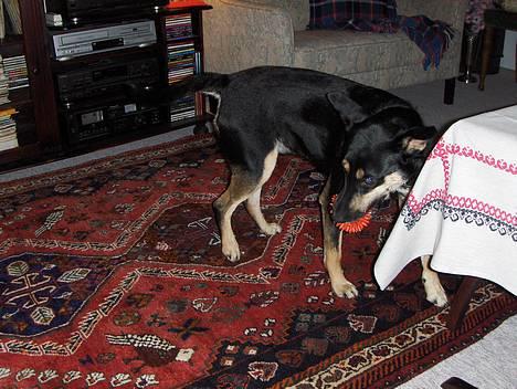 Blanding af racer Buller billede 20