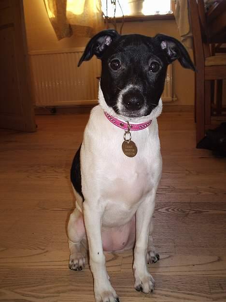 Dansk svensk gaardhund Cassie billede 10