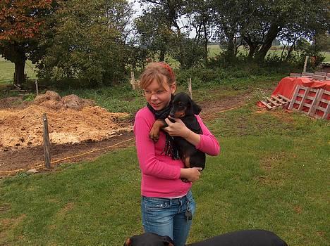 Dobermann Tempo - **16/9 - 06** 8 uger gammel.. sidder første gang hos sofie billede 3