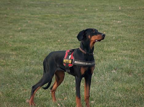 Dobermann Tempo - **NYT 17/2 - 07** Står jeg ikke bare fint ??  billede 4