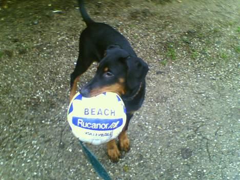 Dobermann Tempo - Uha, kan næsten ikke ha´ bolden i munde, men det går lige.. heldigvis :) billede 5