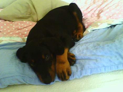 Dobermann Tempo - 8 uger <33 billede 6