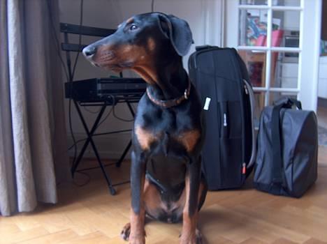 Dobermann Tempo - **NYT 19/2 - 07** Hva mon der er derude ? billede 7