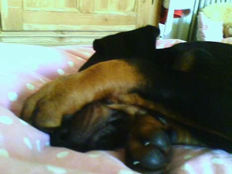 Dobermann Tempo - Ej, i må ikke tage billeder af mig mens jeg sover :p billede 8