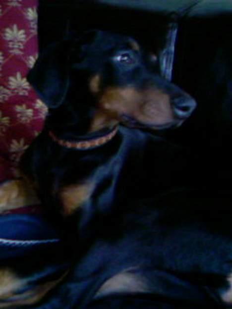 Dobermann Tempo - Så smuuk ! billede 9