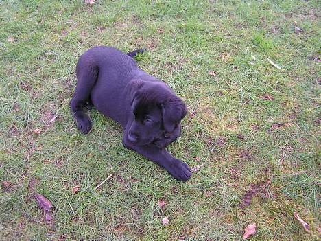 Labrador retriever Zaco <3 - Ligger lige i græsset. <3 (12 uger gammel) billede 18