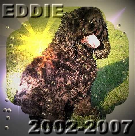 Amerikansk cocker spaniel Eddie billede 20