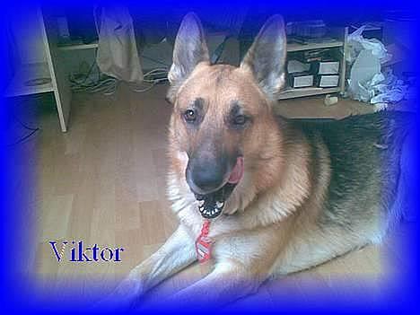 Schæferhund Viktor - tak for dette smukke billede billede 1