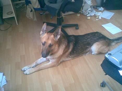 Schæferhund Viktor billede 2