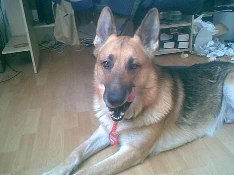 Schæferhund Viktor billede 3