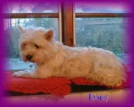 West highland white terrier Daisy - tak for dette smukke billede.. billede 1