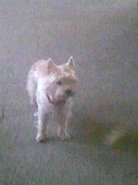 West highland white terrier Daisy - øhh hva laver du der over billede 2