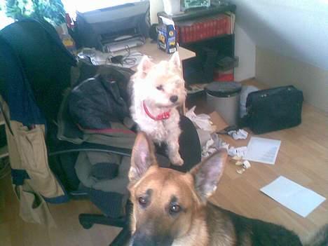 West highland white terrier Daisy - uuh en dejlig stol nu forstår jeg hvorfor mor sidder her dagen lang billede 3