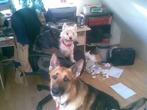 West highland white terrier Daisy - du tager vel ikk billeder.. vel? billede 4