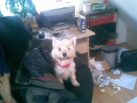 West highland white terrier Daisy - ser jeg godt ud? billede 5