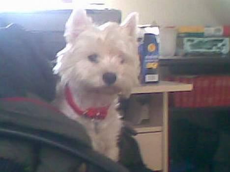 West highland white terrier Daisy - hvorfor du dernede billede 6