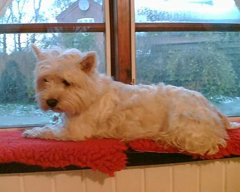 West highland white terrier Daisy - vinduet er det beste sted.. man kan se hvad der forgår inde og ude billede 7