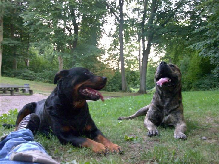 Rottweiler molly - cæsar og Molly billede 7