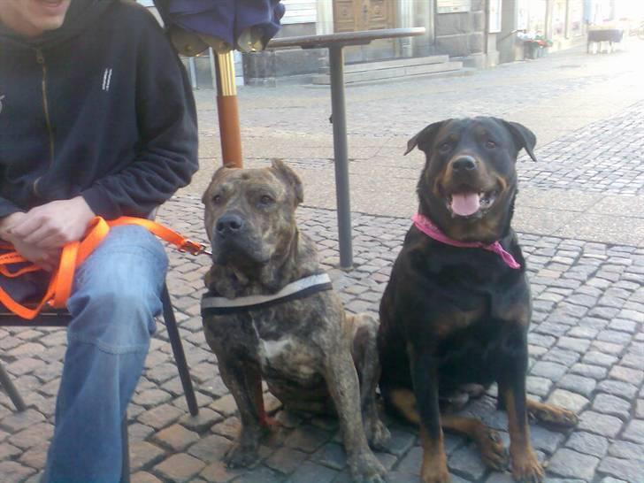 Rottweiler molly - Er vi ikke søde...-) billede 8