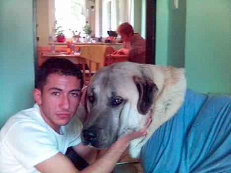 Rottweiler molly - Brormand med tyrkiskhyrdehund..-(Anatolsk) billede 9